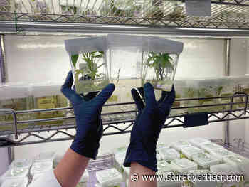 University of Hawaii lab helps sweet Hamakua Coast sweet potato farmers