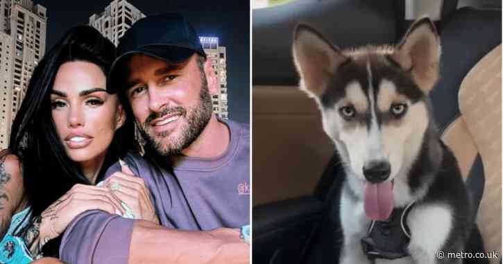 Katie Price’s £2,000 dog ‘rescued’ after Lee Andrews ex claims pet was abandoned