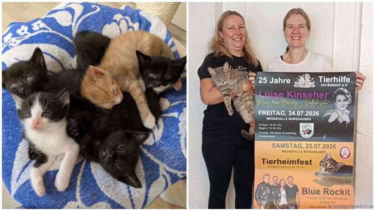 Ausgesetzte Tiere und misshandelte Katzen: Tierhilfe Inn-Salzach seit 25 Jahren im Dauereinsatz