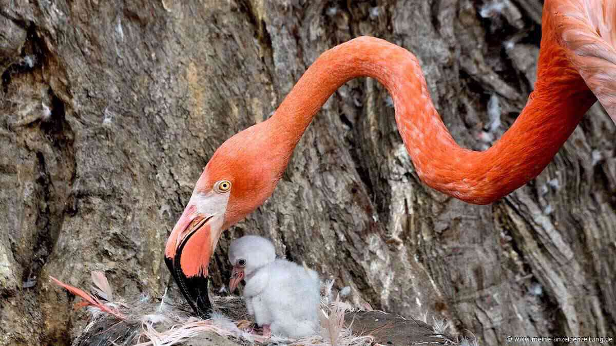 Nachwuchs in NRW-Zoo: Haben Sie schon mal Flamingo-Babys gesehen?