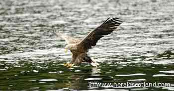 Sea eagles to be tracked to uncover scale of lamb killings in Scotland