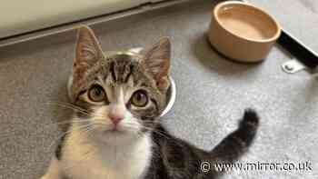 Nobody wants to home adorable cat because she only has three legs