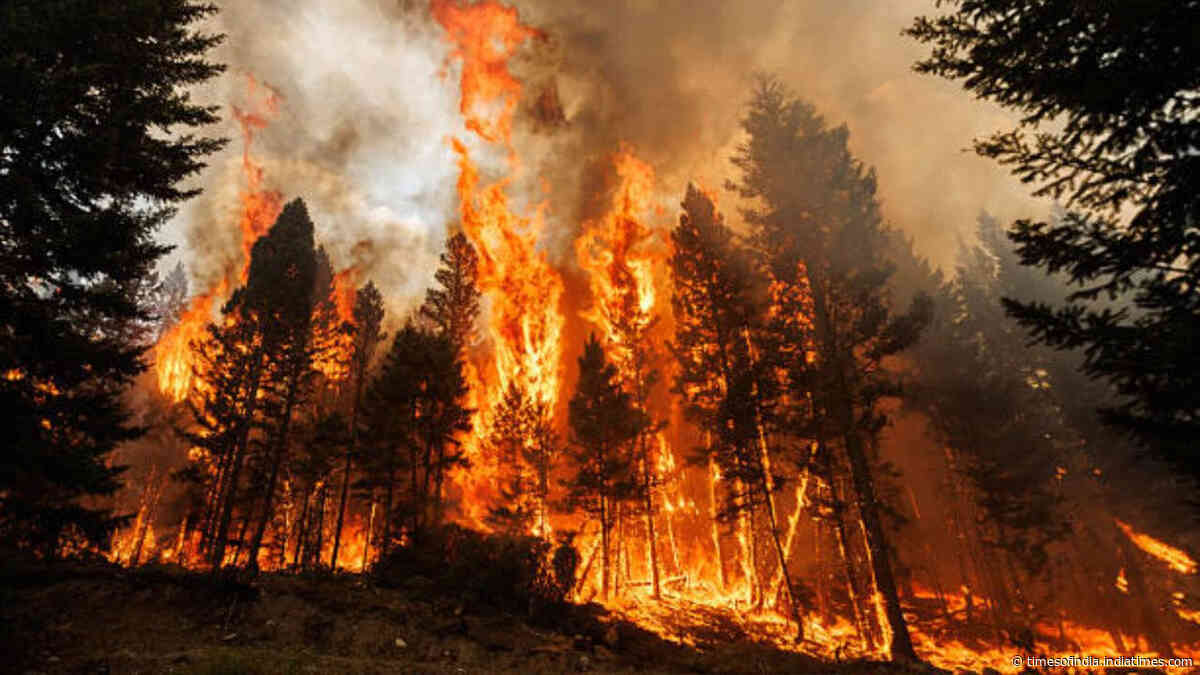 Sequoia trees: Ancient grooves that need fire to reproduce, but are being killed by massive modern wildfires