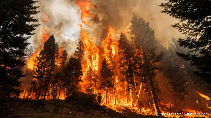 Sequoia trees: Ancient grooves that need fire to reproduce, but are being killed by massive modern wildfires