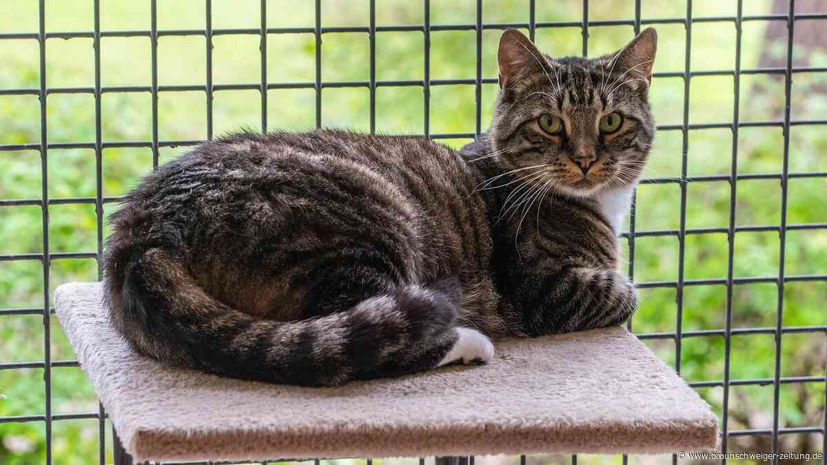 Katzen-Drama in Osloß: 20 Tiere ins Tierheim Wolfsburg gerettet