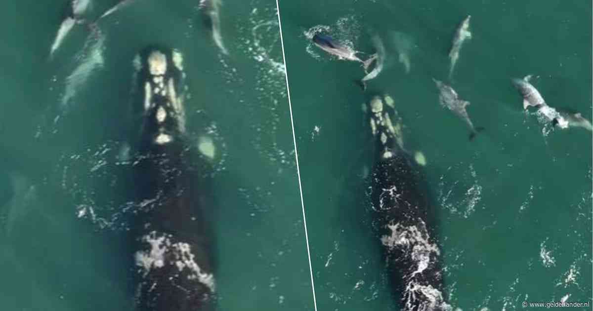Dolfijnen loodsen verdwaalde walvis na wekenlange strijd terug naar open zee