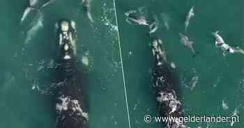 Dolfijnen loodsen verdwaalde walvis na wekenlange strijd terug naar open zee