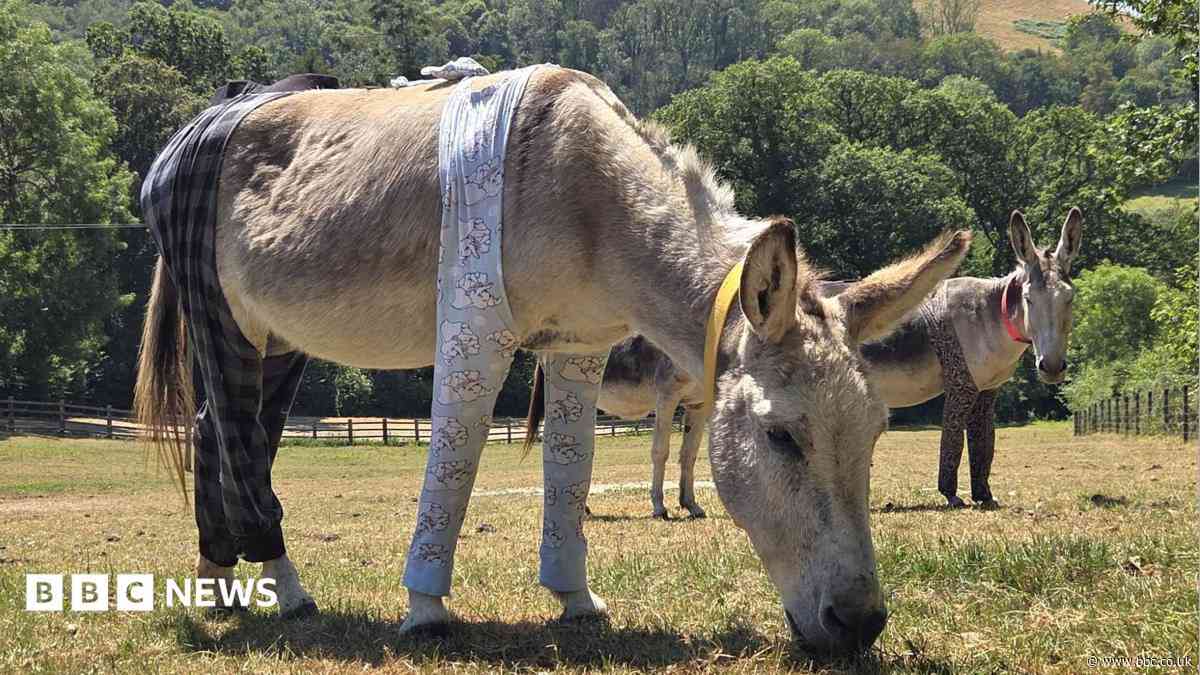 Donkeys don pyjamas and don-gerees to stop insect bites