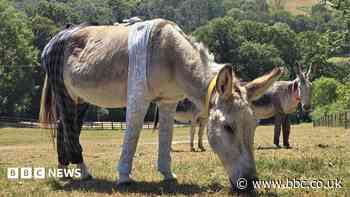 Donkeys don pyjamas and don-gerees to stop insect bites