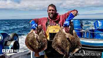 Chefs and fishers learn to adapt to new species
