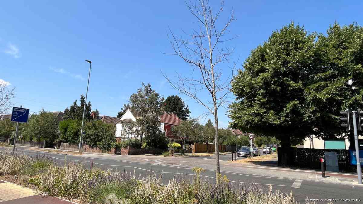 Trees left ‘neglected’ and ‘sad-looking’ on recently redeveloped Cambridge road