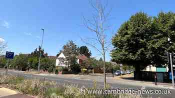 Trees left ‘neglected’ and ‘sad-looking’ on recently redeveloped Cambridge road