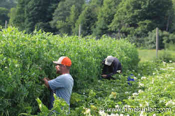 Hard work meets harvest at Adirondack farm