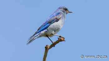 Bluebird numbers have plummeted. Here's how Albertans are helping them recover