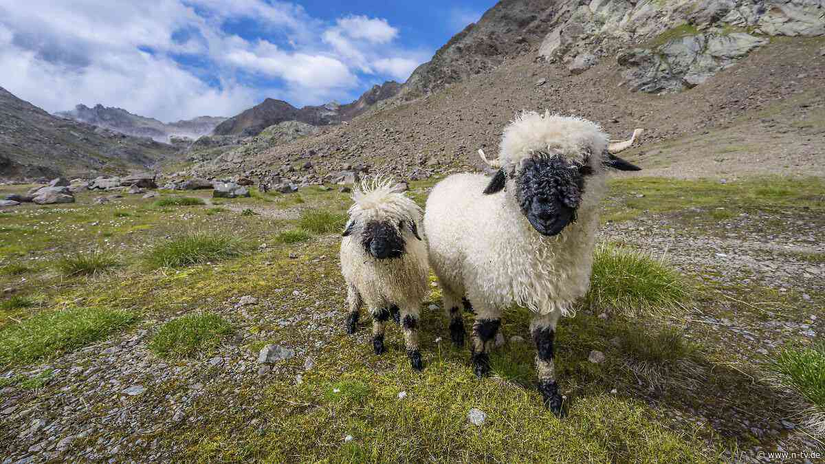 Drama in Schweizer Alpen: Fast 100 Schafe vom Blitz erschlagen