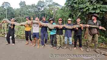 Meet 'Ibu Baron': Giant python in Indonesia confirmed as the longest wild snake ever officially measured