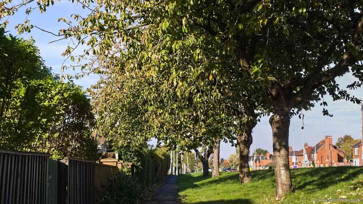 Gardeners could face £20k fine if they fail to make 1 check before cutting neighbours' trees