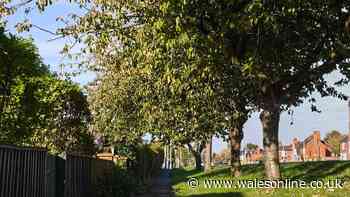 Gardeners could face £20k fine if they fail to make 1 check before cutting neighbours' trees