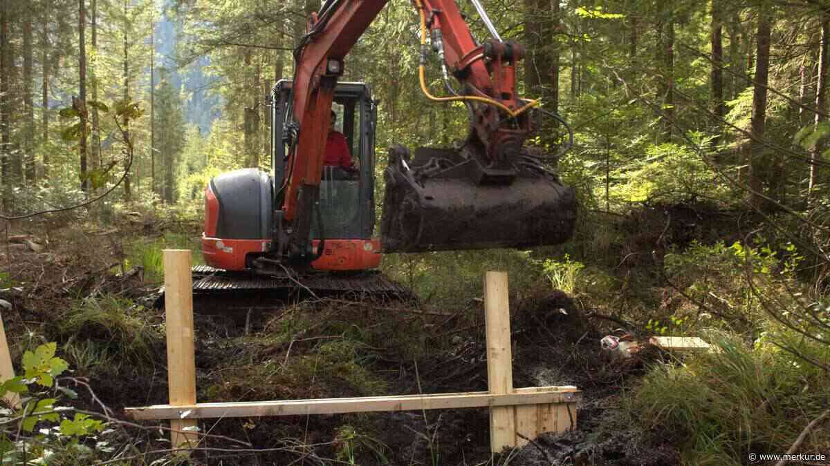 „Lebensraum für zahlreiche spezialisierte Tier- und Pflanzenarten“: Staatsforsten planen Moorrenaturierung im Landkreis