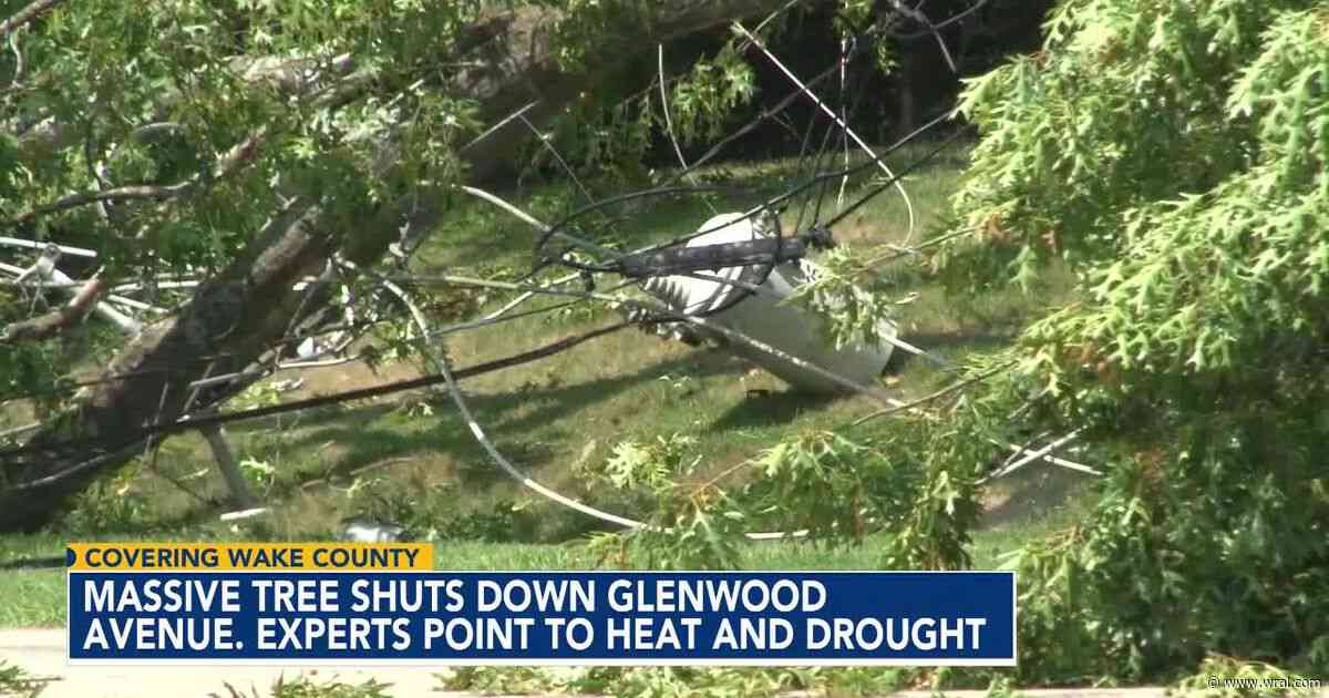 'Thirsty' tree collapses closes Glenwood Ave, crews worked overnight to reopen