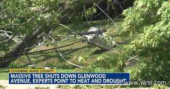 'Thirsty' tree collapses closes Glenwood Ave, crews worked overnight to reopen