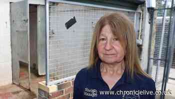 Gateshead animal shelter's desperate plea with kennels rebuild costing £250,000
