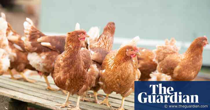 Poultry sector growth plan risks UK national security, campaigners warn