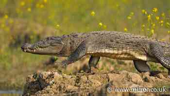 Boy, 12, mauled to death by crocodile as he washed hands in river