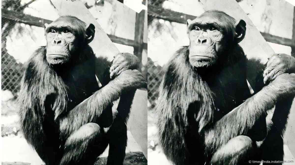 Famous chimpanzees solved puzzles that changed how humans understood intelligence, but their move to Berlin had a tragic ending