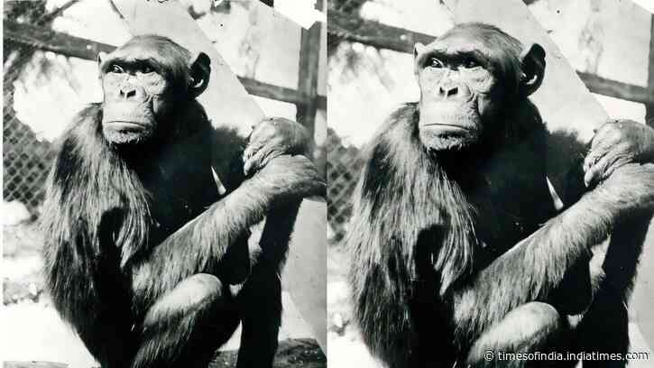 Famous chimpanzees solved puzzles that changed how humans understood intelligence, but their move to Berlin had a tragic ending