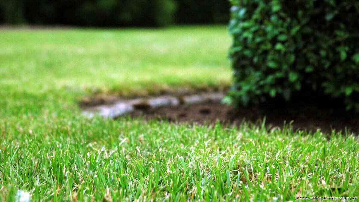 Löcher in den Rasen stechen: Warum dieser Profi-Trick die Grasfläche sattgrün macht