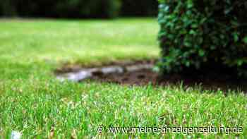 Löcher in den Rasen stechen: Warum dieser Profi-Trick die Grasfläche sattgrün macht