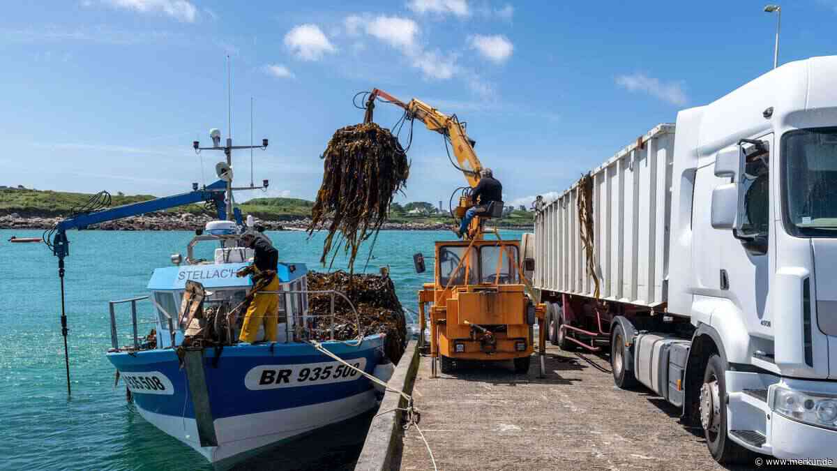 „In ein, zwei Jahren ist Schluss“: Klimawandel bedroht Algenfischer in der Bretagne