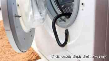 Snake in the washing machine? 7 Practical ways to keep snakes away from household items