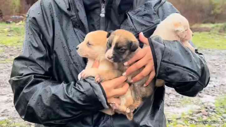 La historia del rescate de nueve cachorros de menos de un mes que quedaron atrapados en la ribera del Maipo durante desalojo preventivo por crecida del río