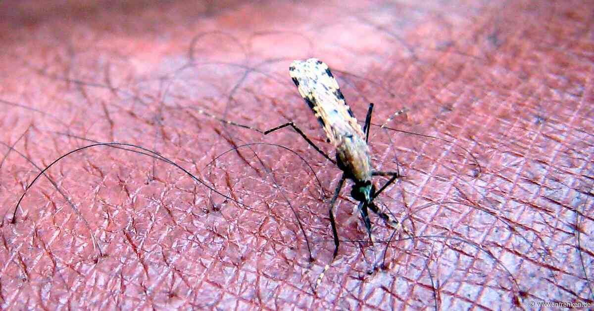 Frankfurt: Flughafen-Mitarbeiter an Malaria erkrankt