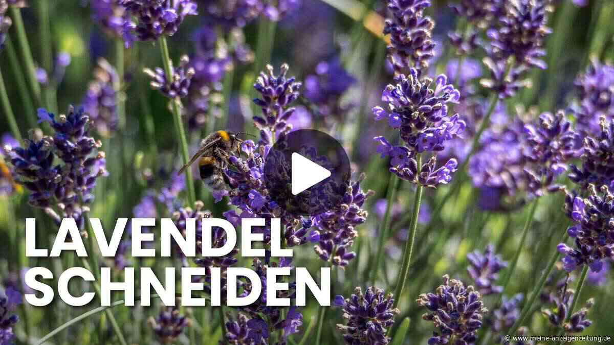 Lavendel im Sommer schneiden: Wer den richtigen Zeitpunkt erwischt, wird mit einer zweiten Blüte belohnt