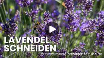 Lavendel im Sommer schneiden: Wer den richtigen Zeitpunkt erwischt, wird mit einer zweiten Blüte belohnt