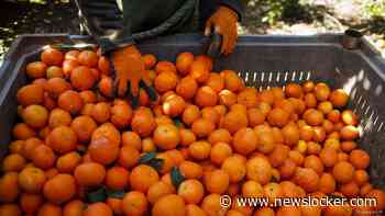 Producten uit illegale Israëlische nederzetting weren is (gewenste) symboliek