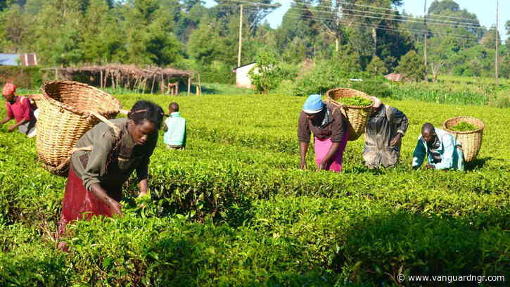 Stakeholders advocate market access solutions to reduce Nigeria’s agricultural waste