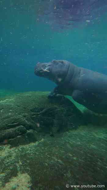 Hippos After Dark 🌙