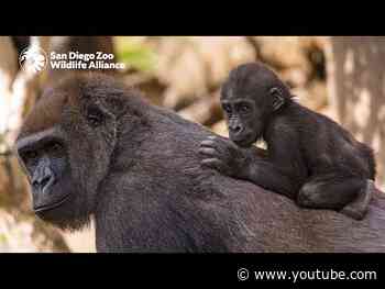 An Inside Look at Harter Veterinary Medical Center | San Diego Zoo Safari Park