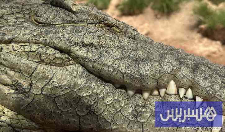 إسرائيل تجيز استخدام التماسيح لمنع عمليات الهروب من السجون
