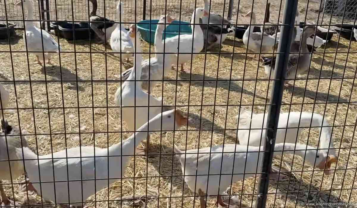 San Diego County authorities remove more than 820 birds from property after reports of improper care
