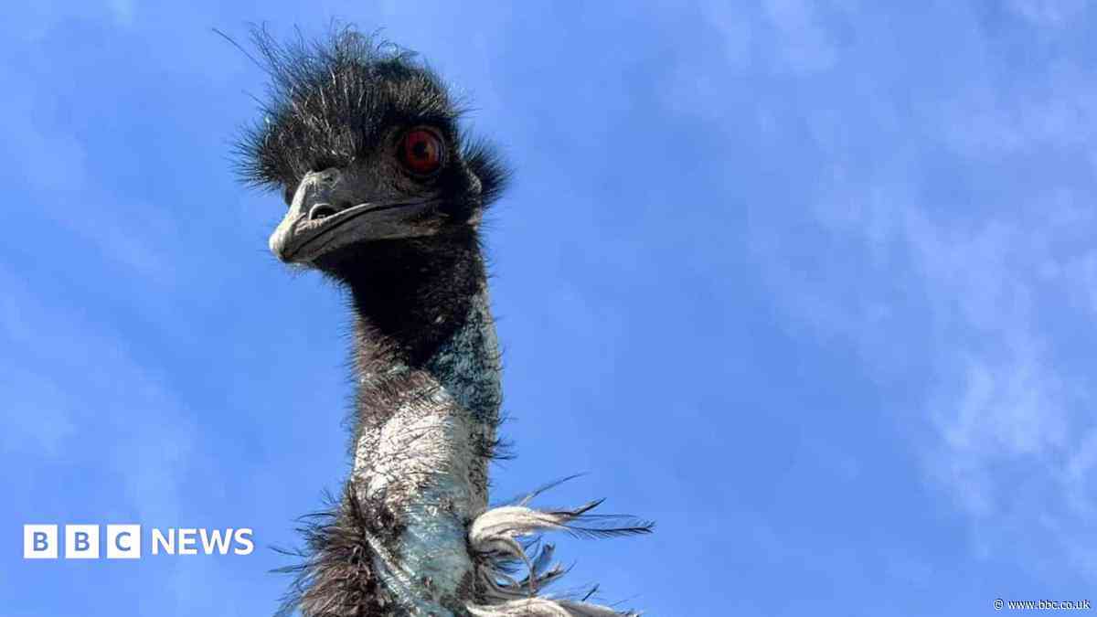 New friends for twice bereaved emu Malcolm