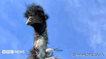 New friends for twice bereaved emu Malcolm