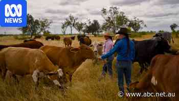 Cattle farmers plant trees for sustainable aviation fuel