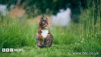 Police appeal after cat hurt in illegal trap