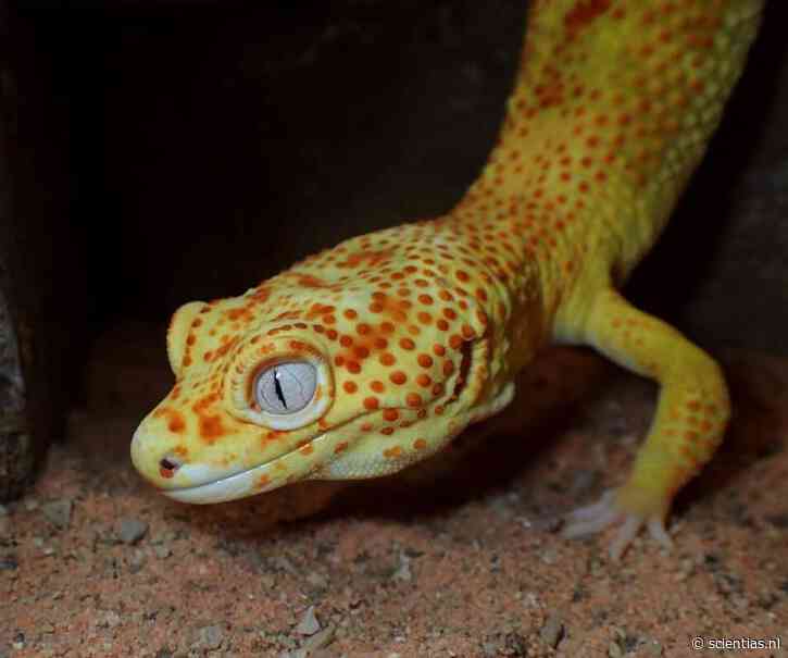 Waarom deze kleurrijke gekko zo vaak kanker krijgt