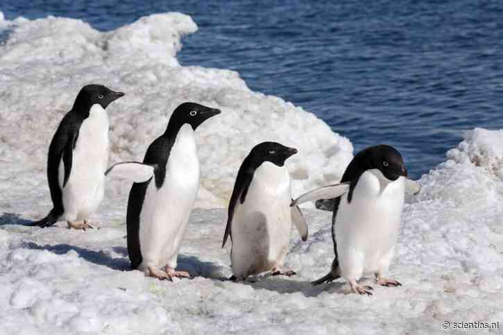 Rondom pinguïnkolonies verdwijnt krill niet zomaar: het wijkt uit